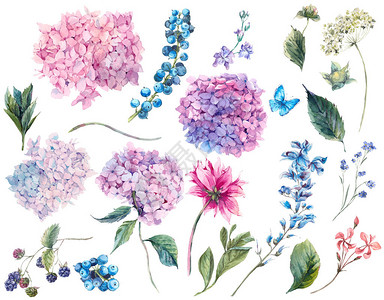 设置盛开的绣球花和园叶枝花和野花的复古水彩元素图片