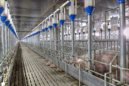 猪肉工厂在特别的摊图片