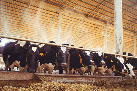 奶牛场农业农业和牲畜的概念一群奶牛在奶牛场的谷图片