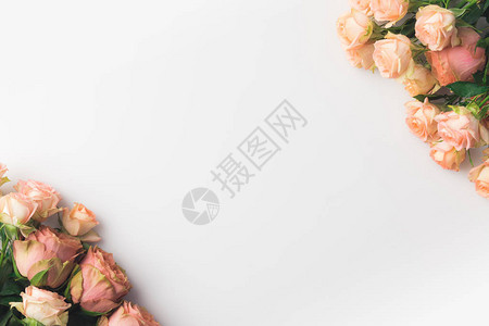 粉红玫瑰花在白色背景与背景图片
