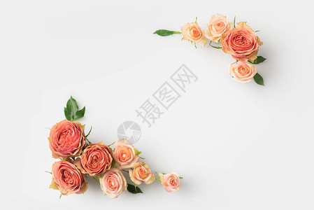 粉红玫瑰花框在白背景与图片