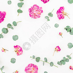 粉红玫瑰和白背景的叶子图片