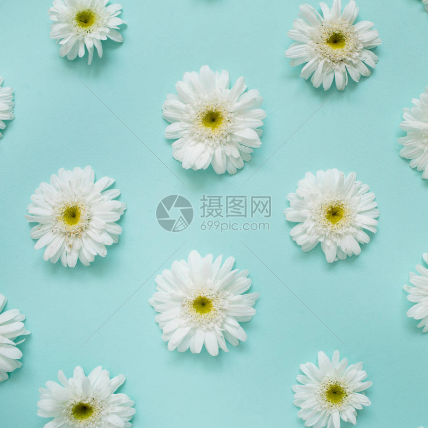 蓝色背景上的白色洋甘菊雏花图案图片