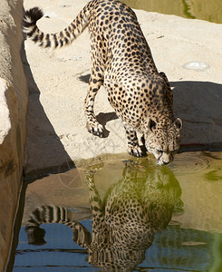 Cheetah在阳光下图片