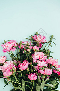 淡蓝色背景上美丽的粉红色牡丹花束图片