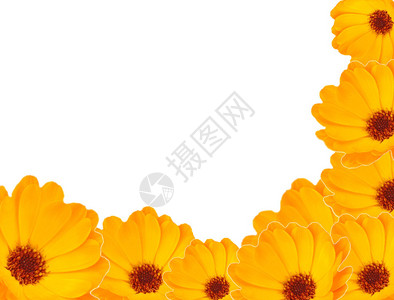 美丽的calendula花朵封闭框架图片