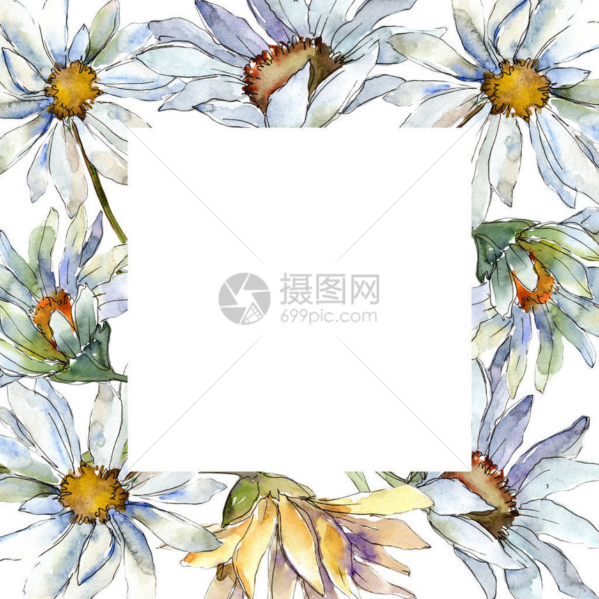 白色雏菊花卉植物花框架边框装饰广场背景纹理包装图案框架或边框图片