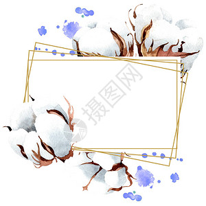 棉花卉植物花孤立的野生春叶野花水彩背景插图集水彩画时尚水彩画孤立框架图片