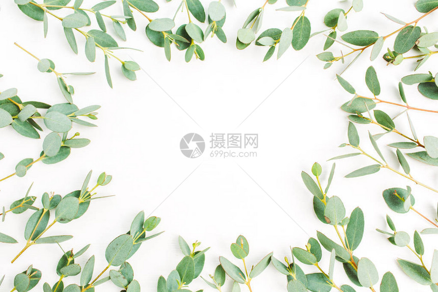 白色背景上的eucalyptus树枝图案框架平面图片