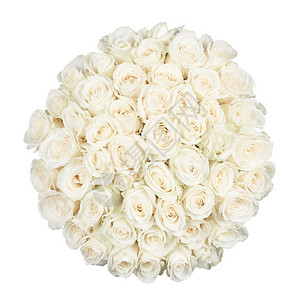五十一朵白玫瑰上白色孤立图片