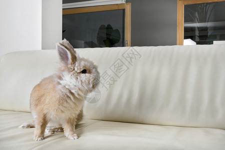 金兔坐在沙发上转过身来图片