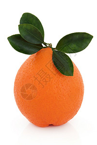 巴伦西亚橙色水果白图片