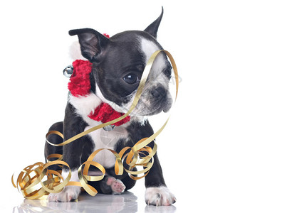 有趣的波士顿Terrier小狗装扮了圣诞礼物图片