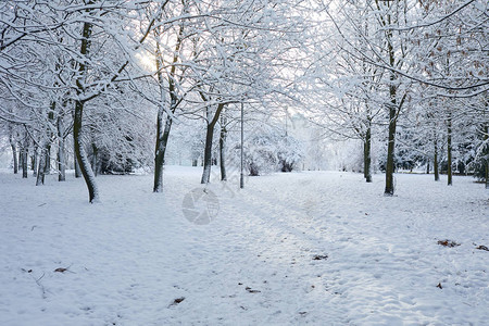 美丽的冬季公园有背景图片