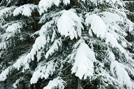 被雪覆盖的冷杉树枝图片