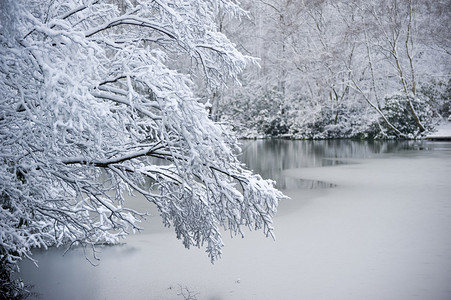 冬雪结冰湖上的树枝图片