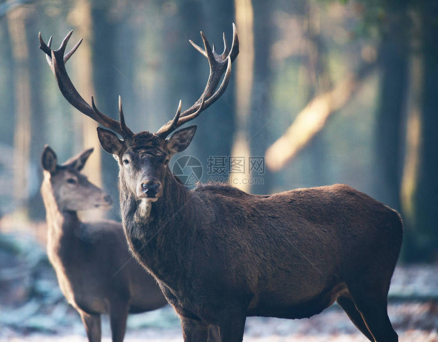 冬季森林中的马鹿和母鹿图片