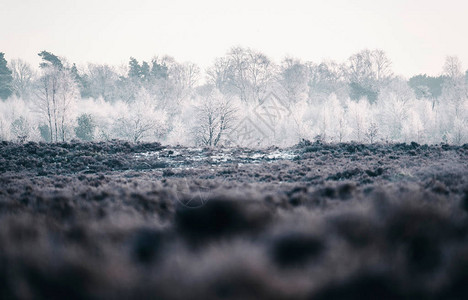 冬季荒野中冻结树木图片