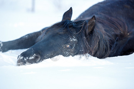 在雪中躺着的Trakeh图片