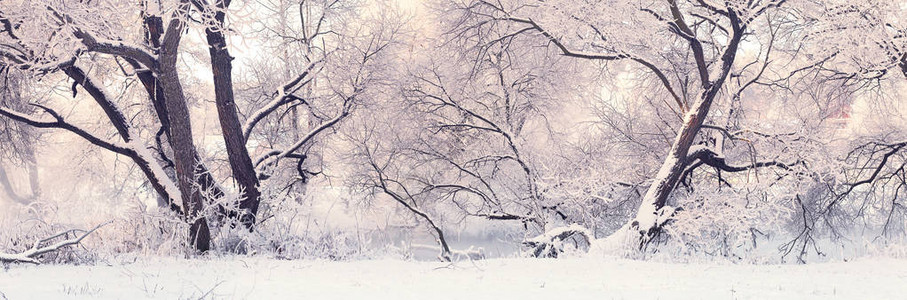 冬天早上在公园里圣诞节的寒冷早晨白色图片