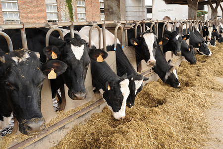 荷斯泰因奶牛在冬季获得补充饲料时在养图片