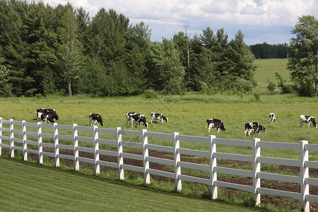 Holstein奶牛在带白图片