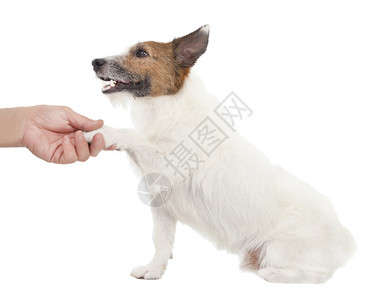 与人握手的狗图片