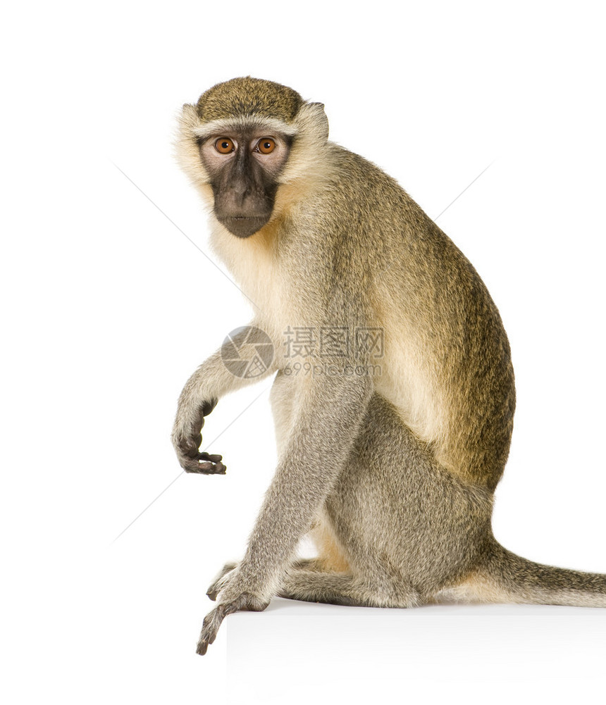 动脉猴子白色背景面前图片