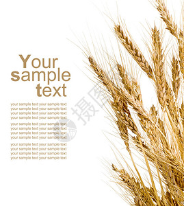 孤立的白色背景上的小麦背景图片
