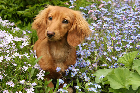 Dachshund小狗在外图片