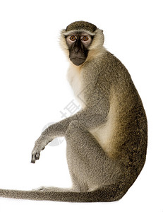 动脉猴子白色背景面前背景图片