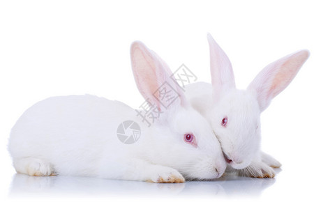 两只可爱的白兔子复活节兔子图片