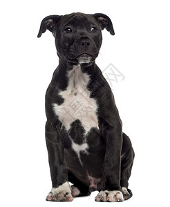 美国斯塔福德郡Terrier小狗座图片