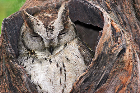 大猫头鹰睡在老树的空洞里高清图片