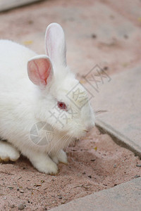 花园里的白兔头背景图片