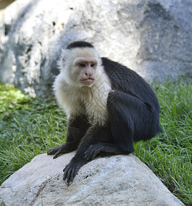 白喉卡普琴猴子坐图片