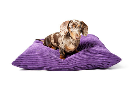 摄影棚肖像棕色小斑点dachshund躺在大紫色枕头上孤背景图片