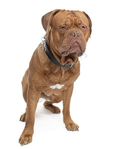 DoguedeBordeaux18个月大图片