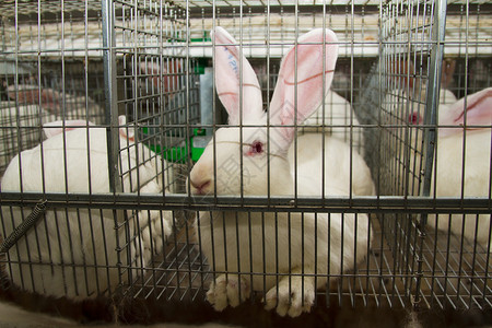农场笼子里的兔子图片
