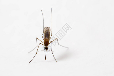 蚊子坐在白墙上背景图片