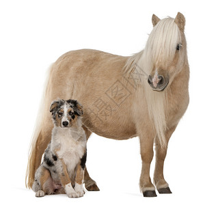 帕洛米诺谢特兰小马Equus图片