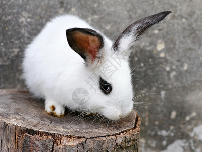 有趣的小白兔图片