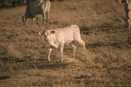 昆士兰白天在乡村的小奶牛图片