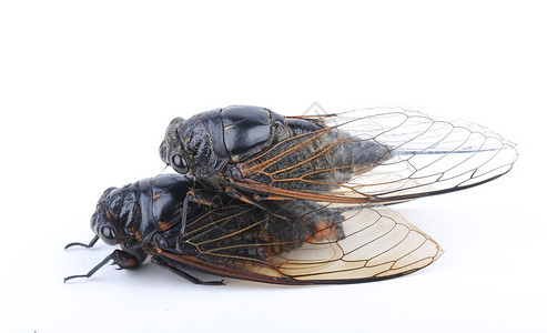 哈蒂Cicada孤立背景