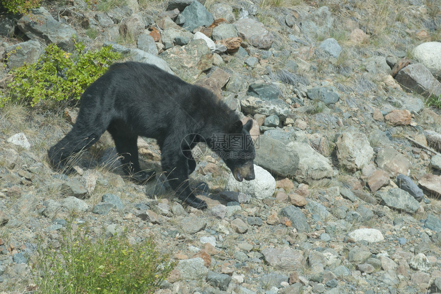 一只黑熊在阿拉图片