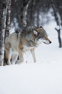 一只狼在一个寒冷的冬天图片