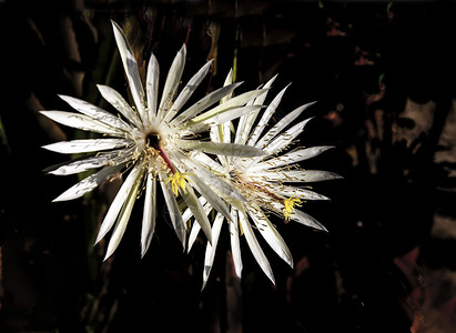 夜间开放昙花夜间开花的昙花仙人掌背景