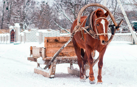 冬天拉雪橇的马旧的冬季交通工具图片