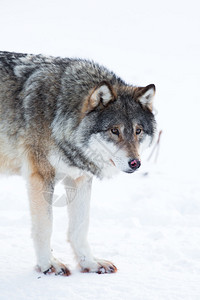 挪威冬季森林中的狼图片