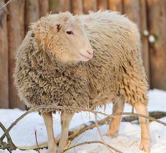 幼羊在冬日图片